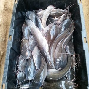 Fresh Catfish