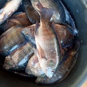 Fresh Tilapia